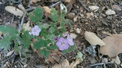 Nemophila menziesii