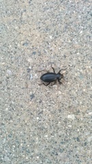 Coelocnemis dilaticollis