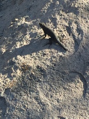 Sceloporus occidentalis