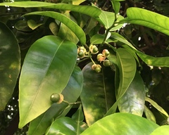 Citrus paridisi