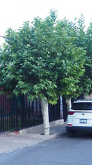 Platanus occidentalis