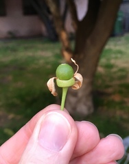 Citrus paridisi