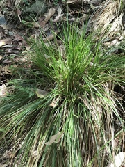 Carex brunnea