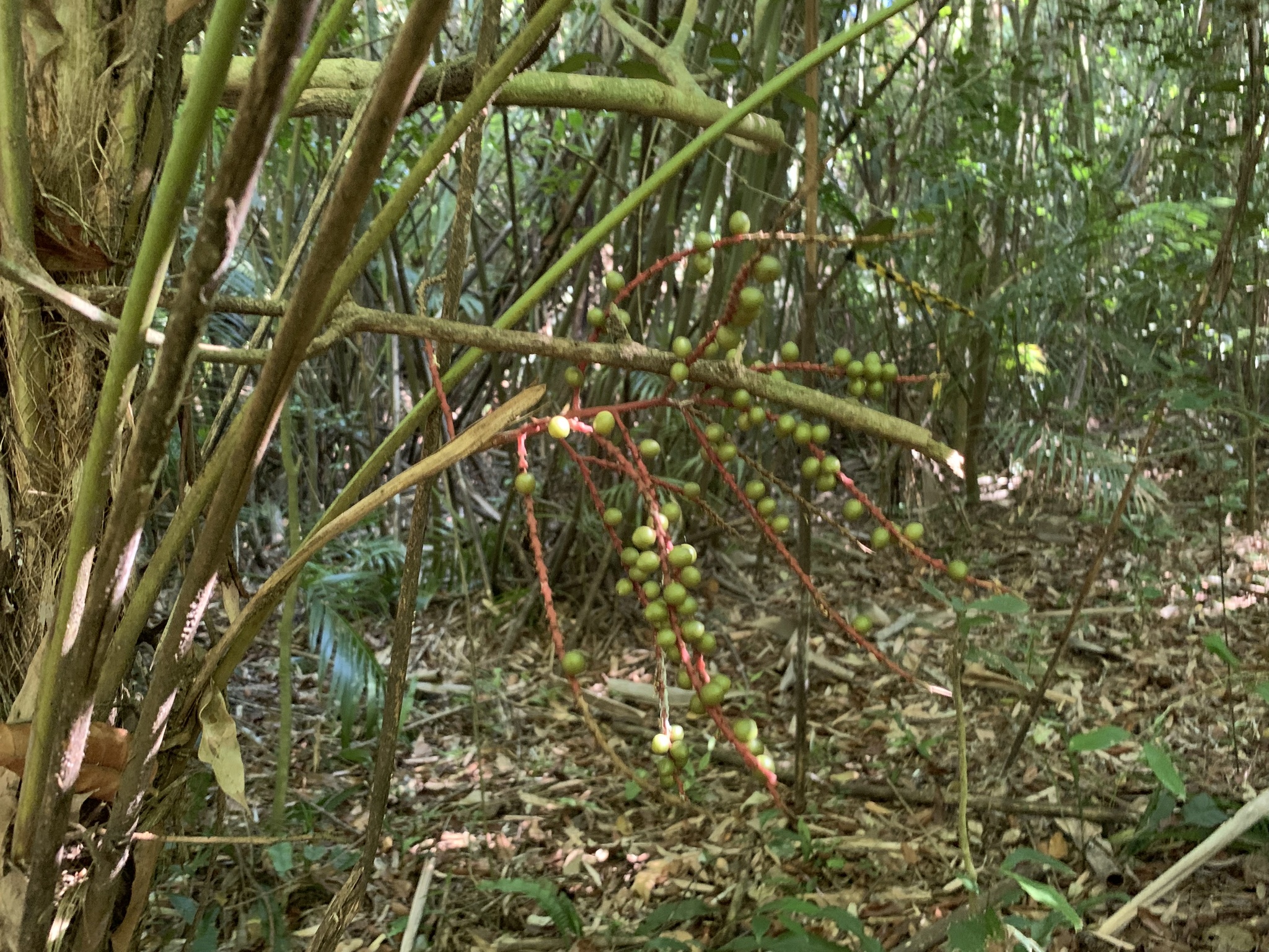 Geonoma schottiana