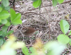 Urosphena squameiceps