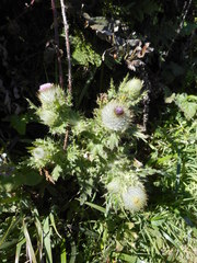 Cirsium brevistylum