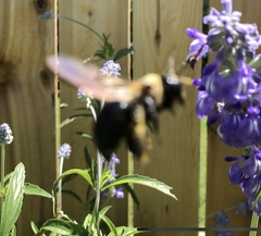 Xylocopa virginica texana