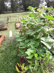 Citrus × aurantiifolia