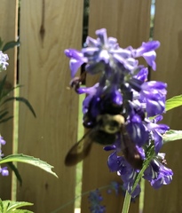 Xylocopa virginica texana