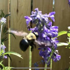 Xylocopa virginica texana