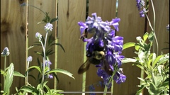 Xylocopa virginica texana