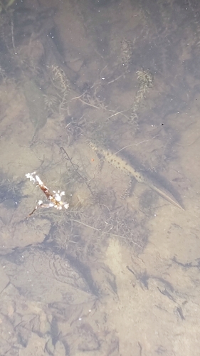 Great Crested Newt, Gelderland, NL, photo 7 of 10