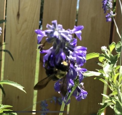 Xylocopa virginica texana