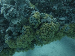 Tubastraea