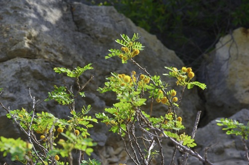 Littleleaf leadtree (Leucaena retusa)