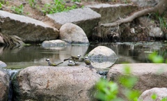 Pycnonotus sinensis