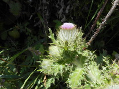 Cirsium brevistylum