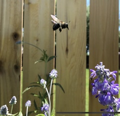 Xylocopa virginica texana