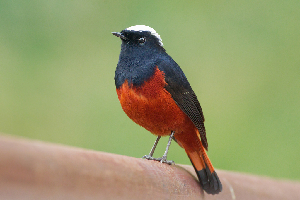 White-capped Redstart photo