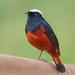 White-capped Redstart - Photo (c) JJ Harrison, some rights reserved (CC BY-SA)