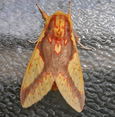 Symphlebia