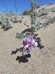 Lathyrus littoralis