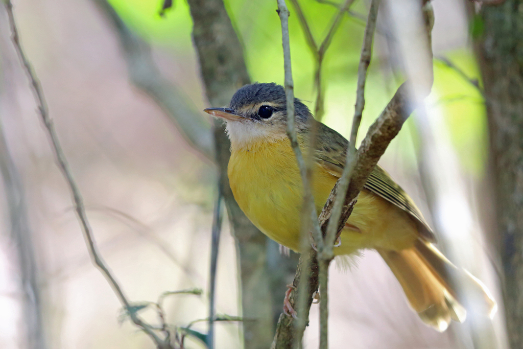 Appert's Tetraka (Xanthomixis apperti) photo