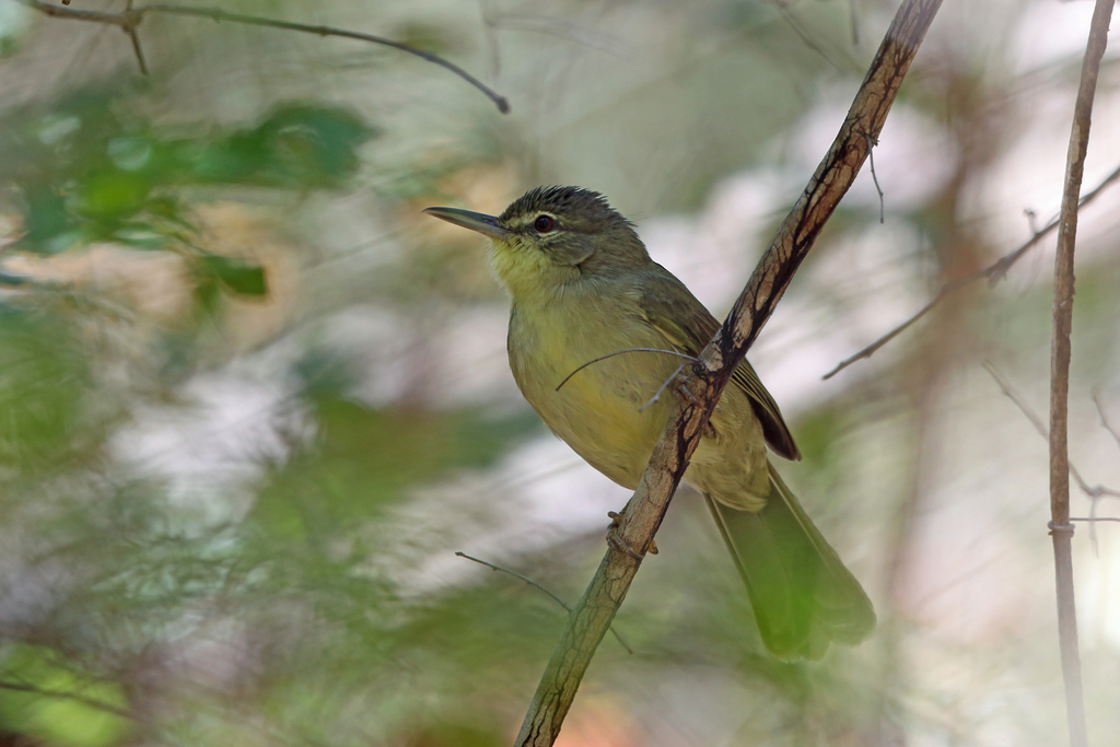 Long-Billed Bernieria