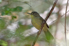 Long-Billed Bernieria photo 1