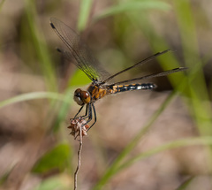 Leucorrhinia frigida