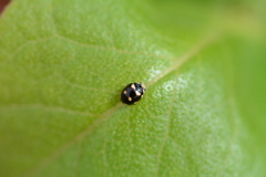 Brachiacantha decempustulata