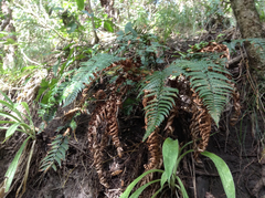 Polystichum wawranum