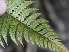 Polystichum wawranum