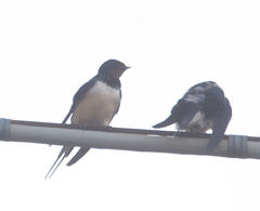 Hirundo rustica