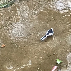 Motacilla alba lugens