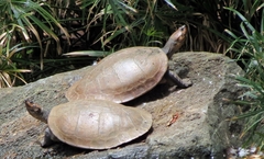 Podocnemis lewyana