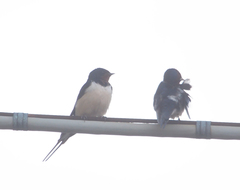 Hirundo rustica