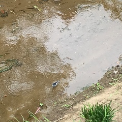 Motacilla alba lugens