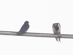 Hirundo rustica