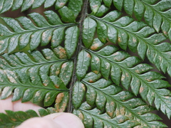 Polystichum wawranum