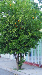 Citrus hystrix