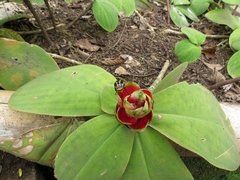 Costus pulverulentus