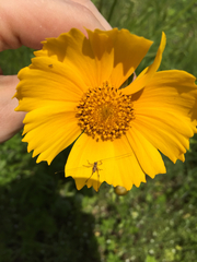 Phaneroptera nigroantennata