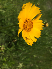 Phaneroptera nigroantennata