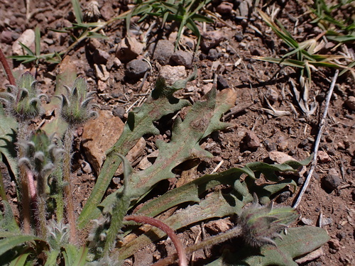 Agoseris heterophylla var. quentinii