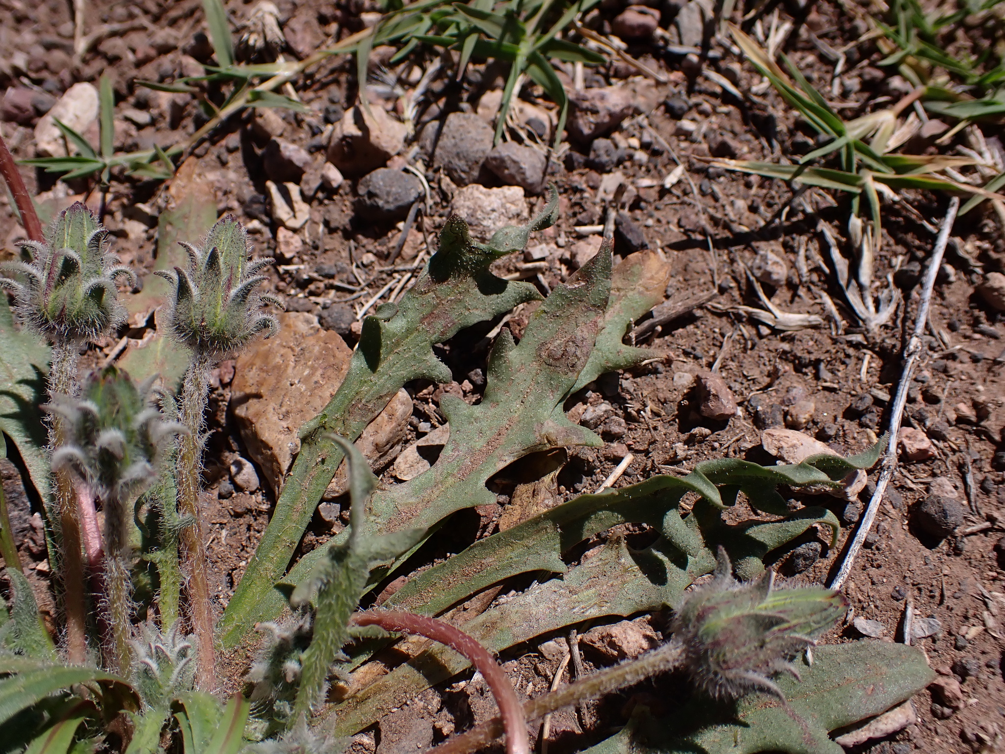 Agoseris heterophylla var. quentinii