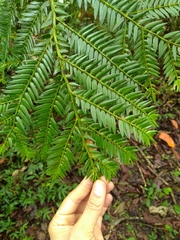 Retrophyllum