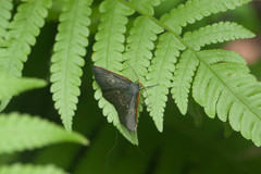 Serratophyga subangulata