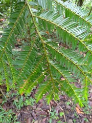Retrophyllum