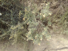 Diplacus × australis